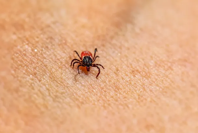 Ema ida hatudu oinsá atu evita kutu sira iha natureza, ho roupa ne'ebé kobre isin tomak no uza spray repelente, hodi prevene 