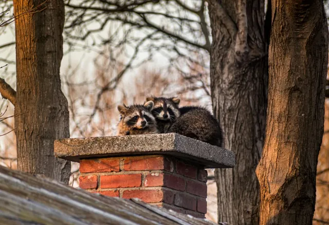 Rakuun ki'ik ida iha banho bolla, hetan salvamentu husi chimeneia, ho lia foun kona-ba adaptasaun natureza iha ambiente urban