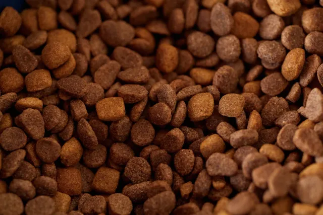 Imajen hatudu animal ki'ik iha meza, ho teknolojia AI analiza foto no ai-han saudável hanesan fruta no legume iha sorin