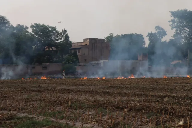 Imajen hatudu agrikultór sira sunu residu ai-han iha kampu, ho fumaça mak sobe, no iha fundu hatudu ema ho maskara no espreit