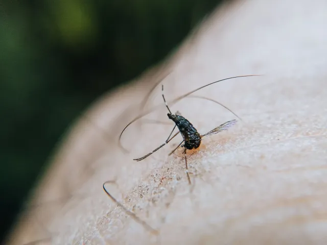 Imajen hatudu moskito Aedes iha ambiente bee moitado, ho sinal prevencaun no mapa El Nino, hanesan ilustrasaun ba artigu kona