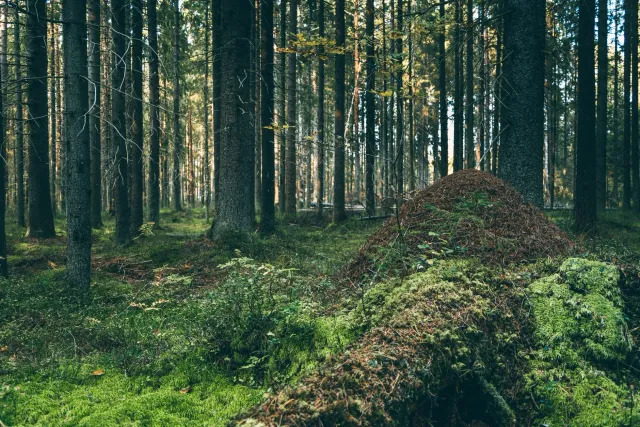Ema ida iha floresta, tau roupa naruk no repélente atu prevene tick bite. Imajen ne'e hatudu oinsá ita bele proteje an.