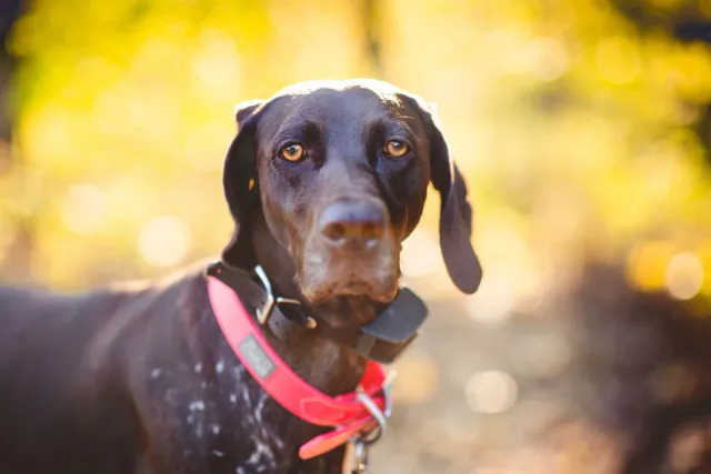 Asu uza kolar intelijente teknolojia wearable, ho sensór no GPS atu monitoriza saúde no lokál animál iha ambiente uma