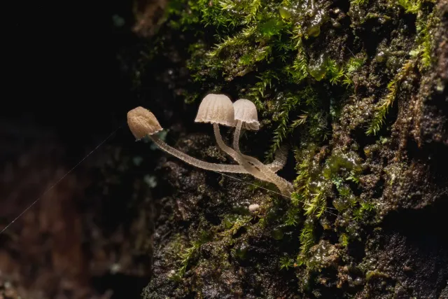 Imagem floresta tropikál iha Borneo ho fungus foun iha laboratóriu, halo sientia saúde.