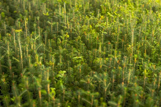Imajen hatudu ai-spruce boot iha Alpes Itália nian, ho rai ne'ebé maran no la iha ai-horis barak, hatudu oinsá reflorestasaun
