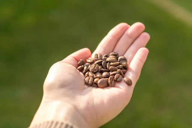 Imajen kafé ho grão kafé ne'ebé hatudu perigu kafeína ba saúde no oinsá ne'e muda tiha ita nia kamber.