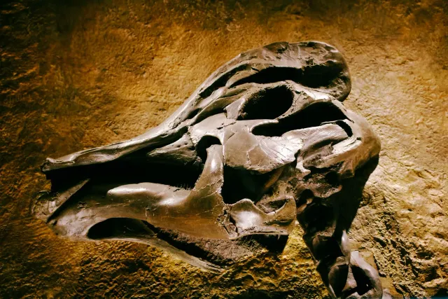 Fóssil KNM-ER 406 husi espécie Paranthropus boisei ne'ebé Richard Leakey deskobre iha Koobi Fora, Kenya, iha tinan 1969.