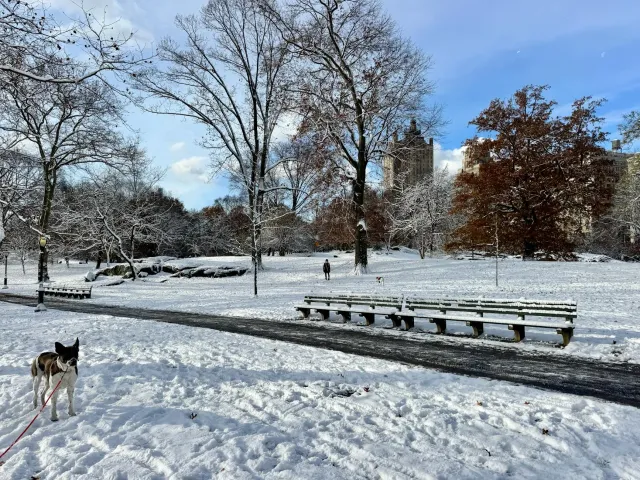Asu ida tuur iha jardín, ho ema ida hakohak, no iha kotuk hare foguete boot iha New York Central Park