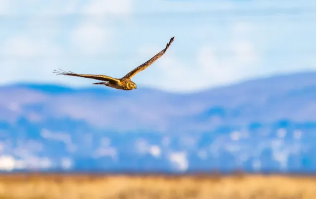 Manu harrier feto iha Wales nia rai monte, ho satélite tag iha nia ain, hatudu natureza livre