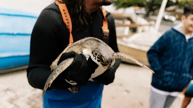 Imajen ida ne'ebé hatudu ema ida proteje turtle iha tasi, ho liman laran no turtle sira nia ain, hatudu oinsá ema ida bele pr