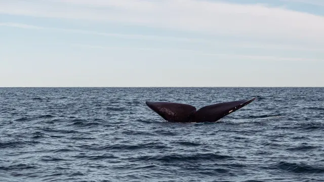 Bowhead whale iha tasi nia laran, ho genoma no AI protein iha fundu, hanesan símbolu ba peskiza sientifika foun