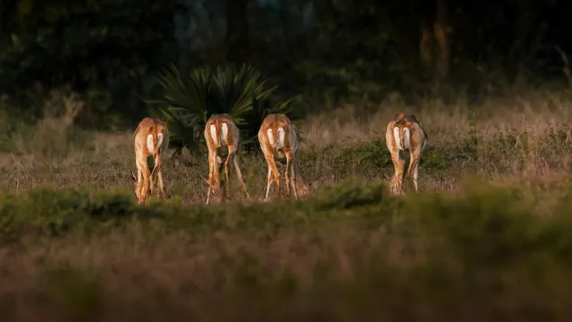 Paisajen rai-hun iha Índia ho loron monu, ho samea ki'ik halai iha relvadu, hatudu habitat natural ne'ebé importante ba espés