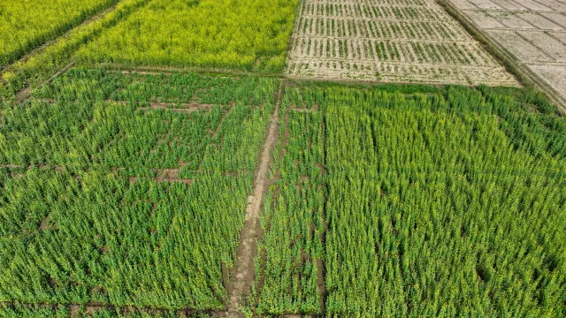 Ema sira iha Afrika ne'ebé halo servisu saúde no agrikultura hodi hametin mundu