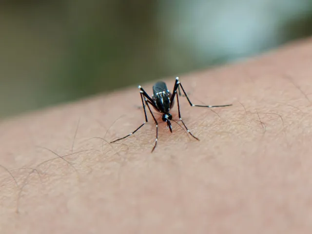 Ema limpa hela bee naklekar iha uma laran atu prevene dengue iha Timor-Leste