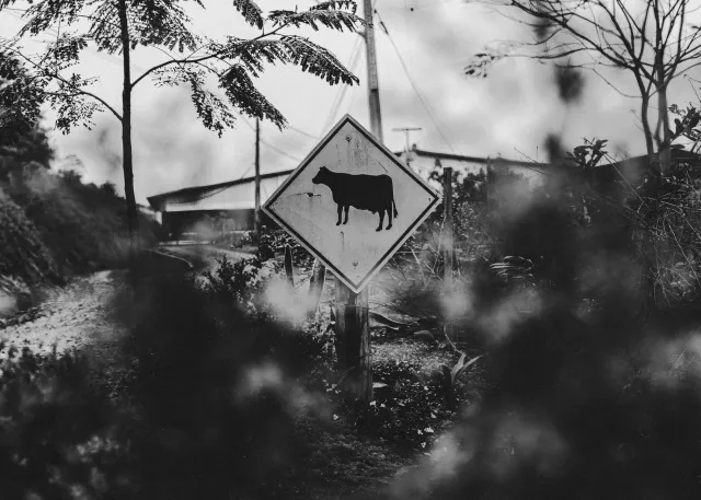 Imajen ida ne'ebé hatudu garrafa leite cru ho etiketa avisu kona-ba risku bakteria, hamutuk ho fundu ne'ebé hatudu laboratóri