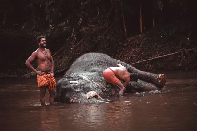 Elefante furak Lakshmi iha ai-laran Wayanad, ho labarik sira iha vila Chekadi, hatudu koezisténsia entre ema no animal