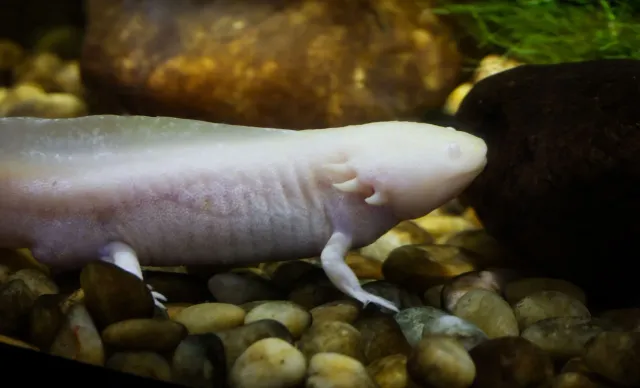 Axolotl ne'ebé nani iha akuariu ho bee kristal, hatudu oinsá estimasaun ne'e presiza kuidadu espesial no bele afeta saúde men