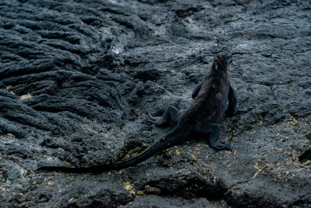 Iguana marinha Galápagos hela iha fatuk, hamriik ho isin boot no kór metan, iha tasi-ibun.