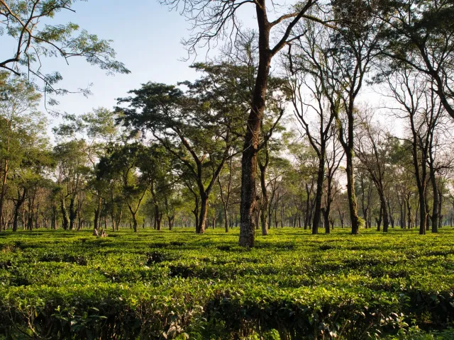 Imagem husi plantasaun tea iha Tripura, India, ne'ebé hatudu folha tea verde no montanha, simboliza investimentu boot ne'ebé 