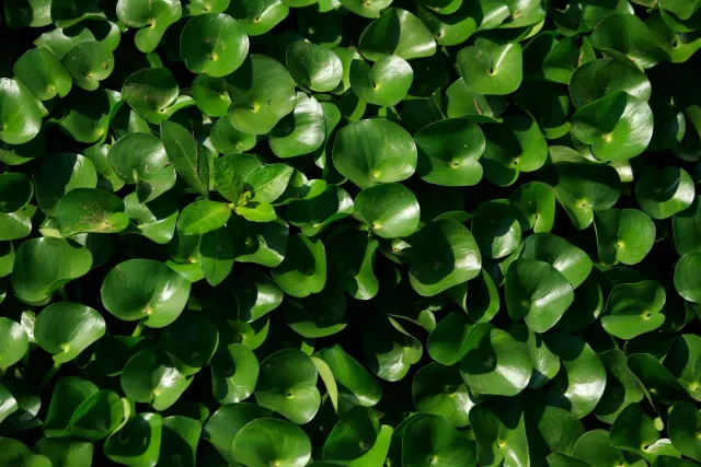 Imajen hatudu plantas tropikál invazivu sira ne'ebé kobre área boot iha floresta tropikál, ho folhas verde no flor kor ka mor
