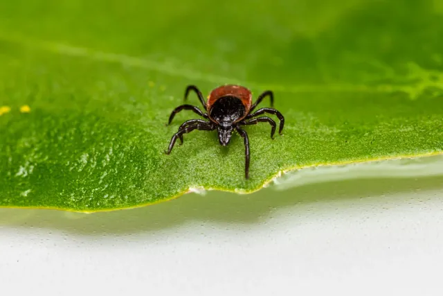Insetu 'kissing bug' (Triatomin) ne'ebé kanek no huu ran, iha fundu matak. Nia isin metan ho pontu laranja iha sorin. Iha let